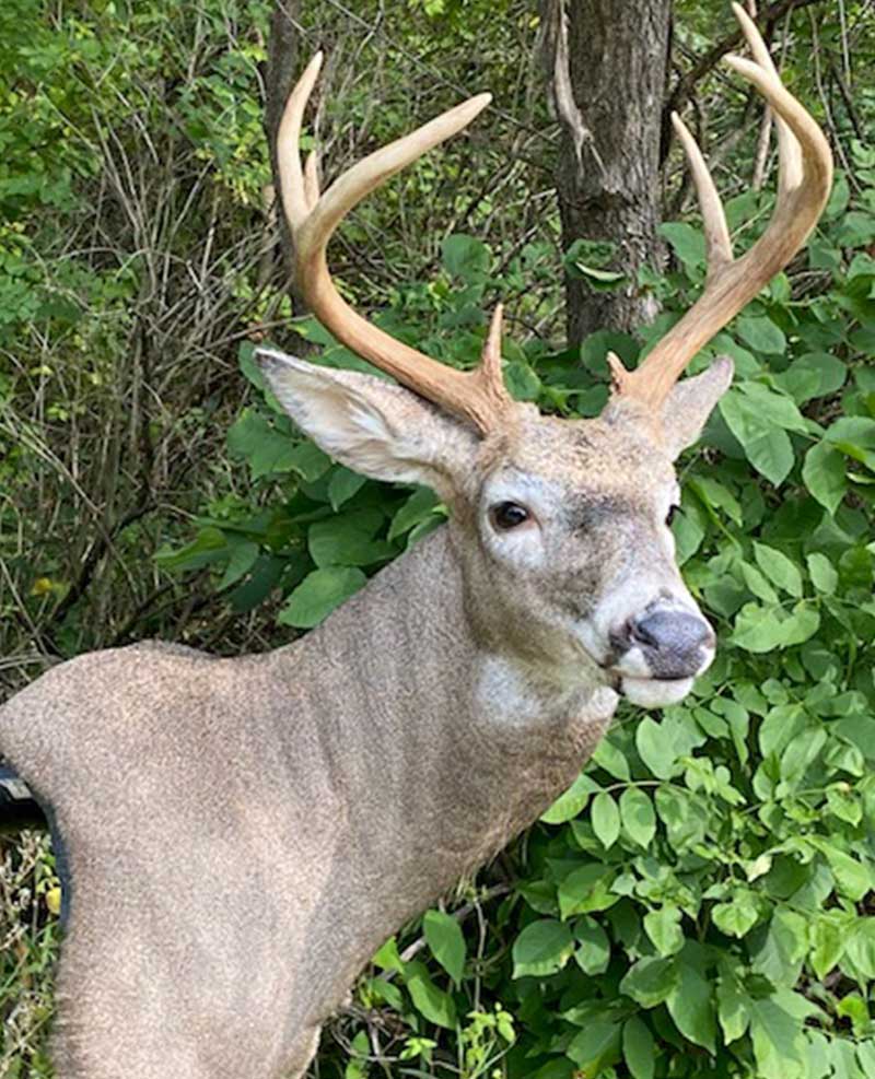 deer mount