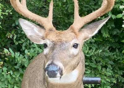 deer mount 2